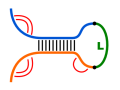 co-folded RNA-RNA interaction