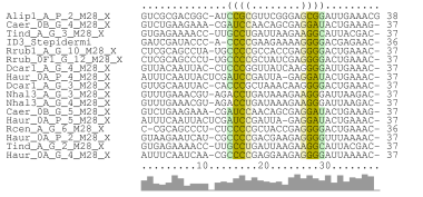 Updated alignment of structure motif no. 28